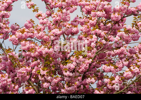 Ornamentale Cherry Tree mit rosa Frühling Frühling Blüte Prunus Stockfoto