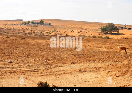 Israels Negev Wüste Hütten in einem Beduinen-Dorf Stockfoto