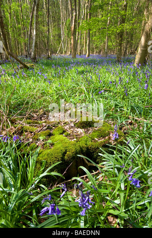 Ein Teppich aus Glockenblumen bedecken den Boden eines Raums der englischen Waldgebiet mit einem Moos bedeckte Baumstumpf im Vordergrund Stockfoto