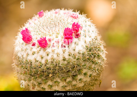 Blüte rot Mammilaria Kaktus in einen Kaktusgarten Stockfoto