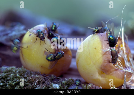 Greenbottle fliegt Fütterung auf faulenden Pflaumen Stockfoto