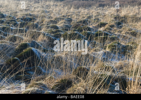 Hautes Fagnes Reserve im Winter gefrorenen moor Eupen Provinz Lüttich Belgien Stockfoto