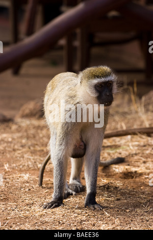 Vervet Affen mit baby Stockfoto