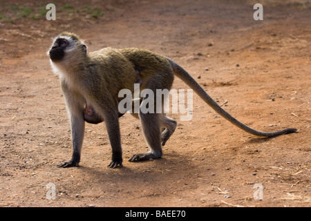 Vervet Affen mit baby Stockfoto