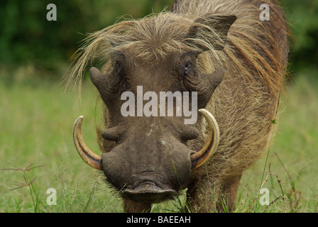 Warzenschwein - Phacochoerus aethiopicus Stockfoto