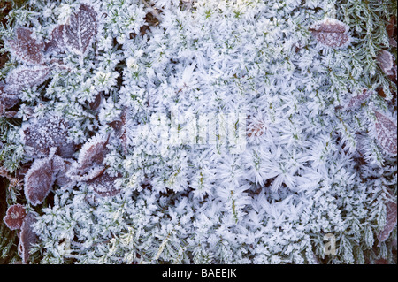 Hautes Fagnes Reserve im Winter gefrorene Vegetation Eupen Provinz Lüttich Belgien Stockfoto