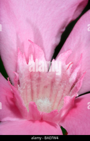 Detail der Oleander Blume Nerium Oleander Turia Fluss Naturpark Valencia Provinz Comunidad Valenciana Spanien Stockfoto