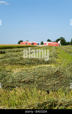 ILLINOIS DeKalb frisch gemäht Heu geharkt in Zeilen im Bereich Landwirtschaft landwirtschaftliche Gebäude im Hintergrund Stockfoto