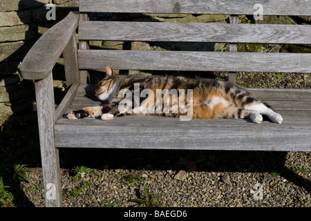 Eine Katze schläft auf einer Holzbank in der Sonne Stockfoto