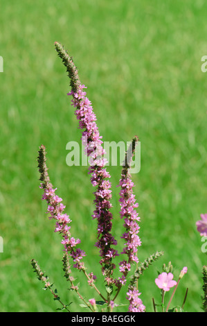 Lythrumm Salicaria ist eine sehr häufige Blume in Pyrenäen Weidewiesen Spanien Stockfoto