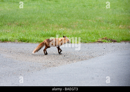 Eine Rotfuchs Nordamerika beim Überqueren der Straße im Land. Stockfoto