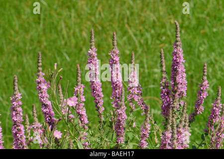 Lythrumm Salicaria ist eine sehr häufige Blume in Pyrenäen Weidewiesen Spanien Stockfoto