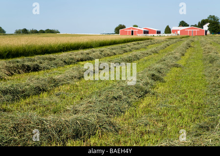 ILLINOIS DeKalb frisch gemäht Heu geharkt in Zeilen im Bereich Landwirtschaft landwirtschaftliche Gebäude im Hintergrund Stockfoto