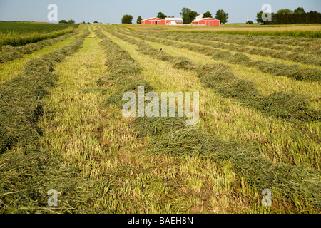 ILLINOIS DeKalb frisch gemäht Heu geharkt in Zeilen im Bereich Landwirtschaft landwirtschaftliche Gebäude im Hintergrund Stockfoto