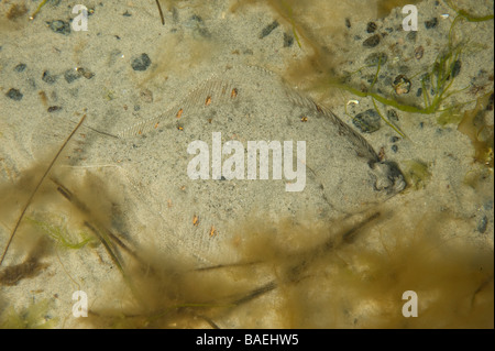 Rot gefleckte Flunder, Schweden Stockfoto