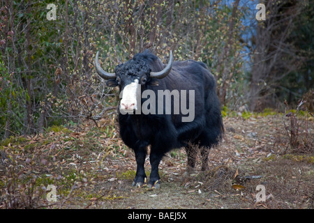 Yak, stehend, mit Blick auf weiße Nase schwarz Fell im Wald-Gebirge in der Nähe von Wangdu Bhutan horizontale 91528 Bhutan-Yak Stockfoto