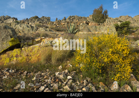 Ginster Spartium Junceum Extremadura Spanien Stockfoto