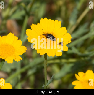 Käfer und Spinnen auf Mais Ringelblume, Extremadura, Spanien Stockfoto