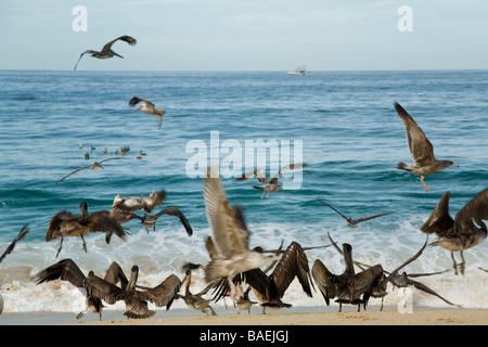 Mexiko Todos Santos Flock of Brown Pelikane am Strand Trocknung Flügel und fliegen entlang der Küste des Pazifischen Ozeans Las Pocitas Strand Stockfoto