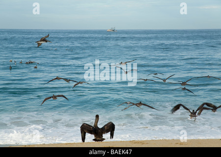 Mexiko Todos Santos Flock of Brown Pelikane am Strand Trocknung Flügel und fliegen entlang der Küste des Pazifischen Ozeans Las Pocitas Strand Stockfoto