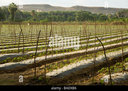 Mexiko Todos Santos Reihen von Pfeffer Pflanzen Keimlinge sprießen durch Kunststoff im Bereich Landwirtschaft Stockfoto