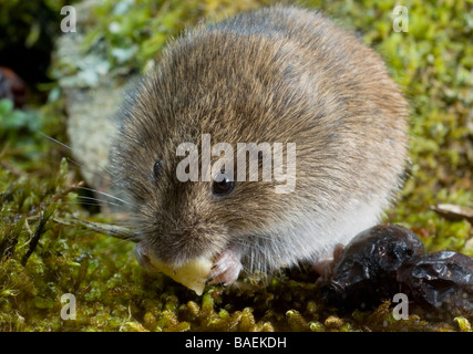 Eine Rötelmaus, Clethrionomys Glareolus, ernähren sich von Samen und Früchten auf dem Waldboden. Stockfoto