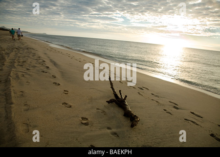 San Jose del Cabo in Mexiko Menschen zu Fuß und Strand in frühen Morgenstunden Stück Treibholz liegen in der Nähe von Wasserlinie spazieren Stockfoto