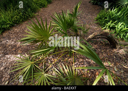 Bok Tower Gardens nationalen historischen Wahrzeichen Lake Wales Florida, Sägepalme Stockfoto