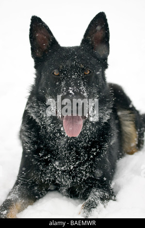 Schwarzer Deutscher Schäferhund im Schnee spielen. Stockfoto