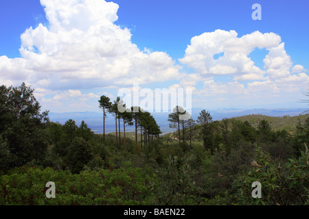 Blick über Carr Canyon, Süd-Arizona Stockfoto