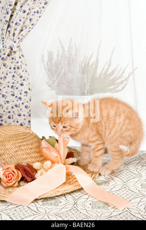 Sechs Wochen alte Kätzchen spielen mit einem Strohhut Stockfoto