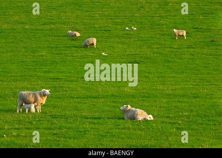 Schafe und Lämmer Weiden in einem Bauern-Feld in der Nähe von Graffham in der South Downs West Sussex England UK Stockfoto