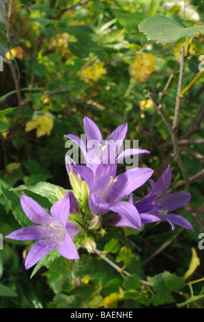 Dänen Blut Campanula Glomerata Pyrenäen Spanien Stockfoto