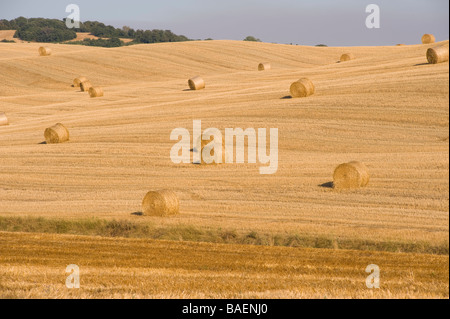 Kreisförmige Heuballen stehen auf toskanischen Gebiet in der frühen Abendsonne wartet darauf, gesammelt zu werden. Stockfoto