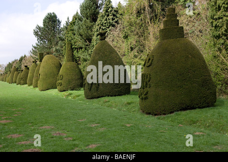 Clipsham Eibe Allee in Rutland zeigt die Kunst der Hecke Stockfoto