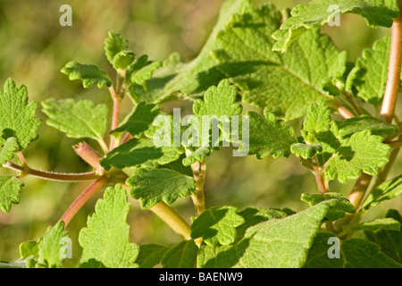 Moschus-Bush-Anlage Stockfoto