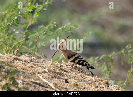 Eine gemeinsame Wiedehopf (Upupa Epops) Sonden den Boden für Wirbellose Tiere. Stockfoto