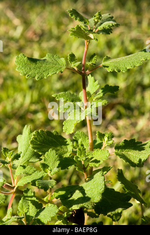 Moschus-Bush-Anlage Stockfoto