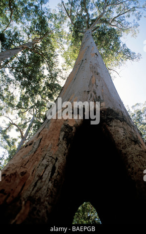 Karri Baum Wald Pemberton Western Australia Australien Stockfoto