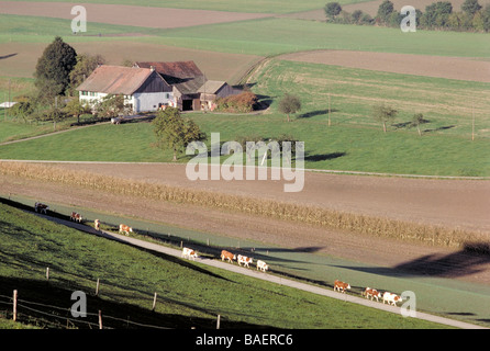Elk125 2519 Schweiz Kanton Waadt Ackerland mit Kühen Stockfoto