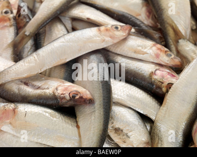 Schließen Sie herauf Bild von frisch gefangenen Fisch Roh ungekocht Sprotten bereit zu kochen und zu essen als schmackhafte gesunde Mahlzeit voller Güte und Vitamine Stockfoto