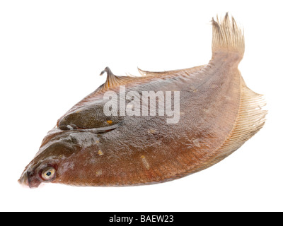 Frisch gefangenen Fisch Roh ungekocht ganze Wohnung Scholle Isoliert gegen einen weißen Hintergrund mit keine Menschen und einen Freistellungspfad Stockfoto