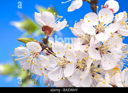 Blüten in Apricot auf blauem Hintergrund Stockfoto