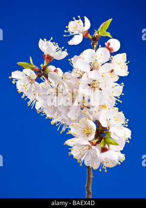 Blüten in Apricot auf blauem Hintergrund Stockfoto