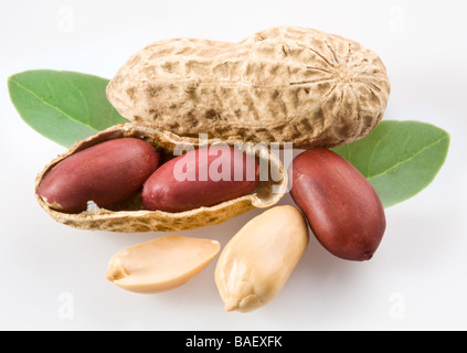 Erdnuss mit Schoten und Blätter auf einem weißen Hintergrund Stockfoto