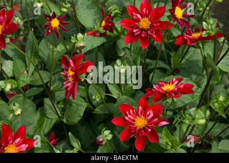 Dahlie "Don Hill" Stockfoto