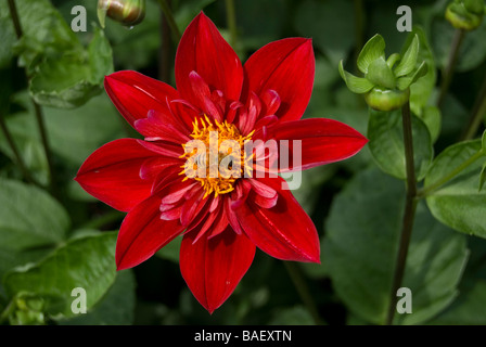Dahlie "Don Hill" Stockfoto