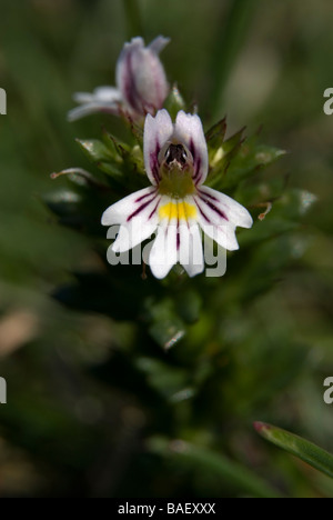 Augentrost, Euphrasia nemorosa Stockfoto