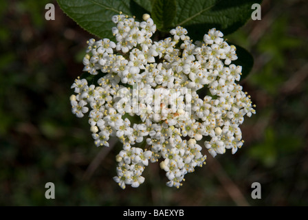 VIBURNUM LANTANA, WAYFARING BAUM Stockfoto