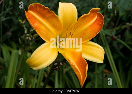 Hemerocallis 'Frans Hals' Stockfoto